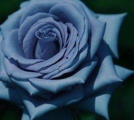 黑蔷薇资料,暗夜中的神秘之花